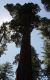 image of Sequoiadendron giganteum