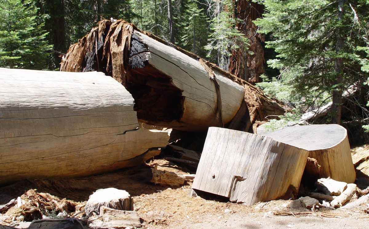 Cupressaceae Sequoiadendron giganteum