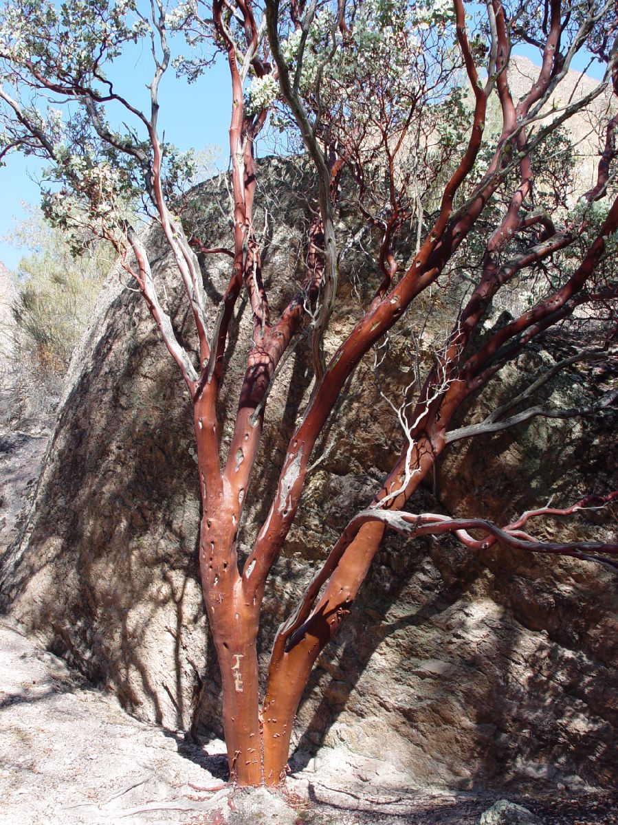 Ericaceae Arctostaphylos 