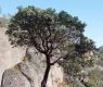 image of Arctostaphylos 