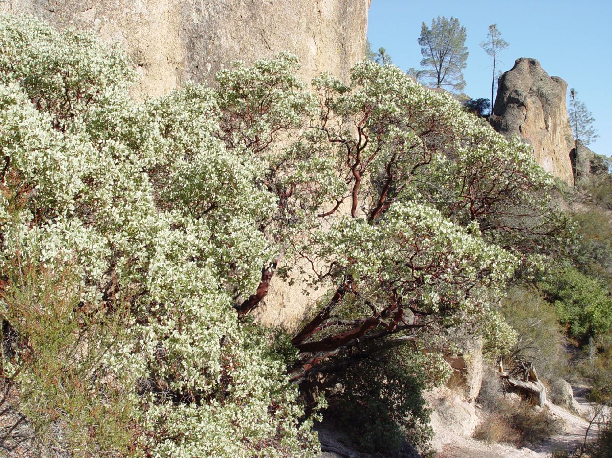 Ericaceae Arctostaphylos 