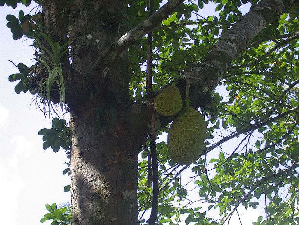 Moraceae Artocarpus heterophylla
