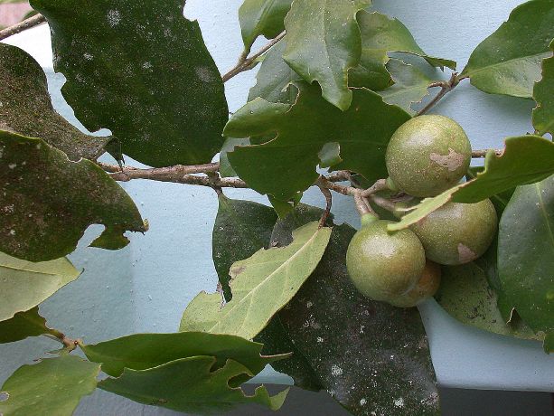 Rubiaceae Hillia parasitica