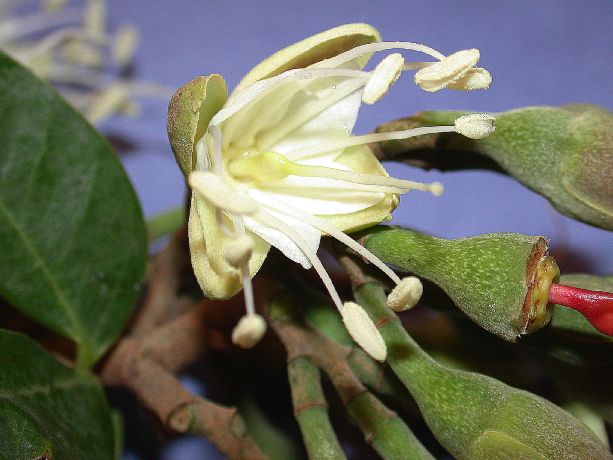 Fabaceae Hymenaea courbaril