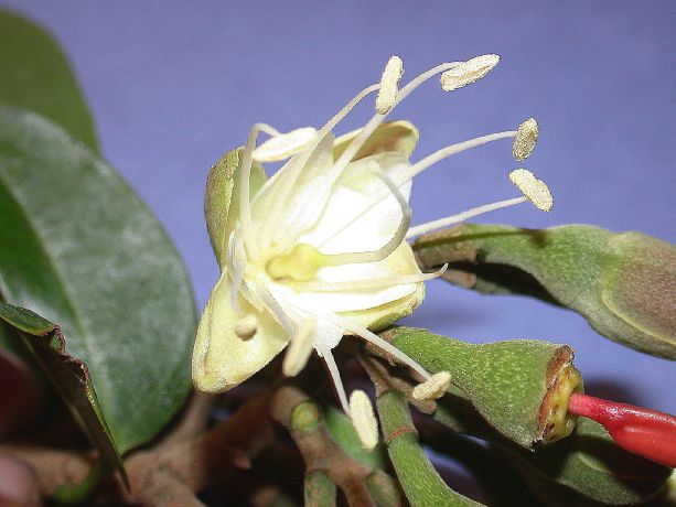 Fabaceae Hymenaea courbaril