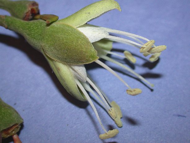 Fabaceae Hymenaea courbaril