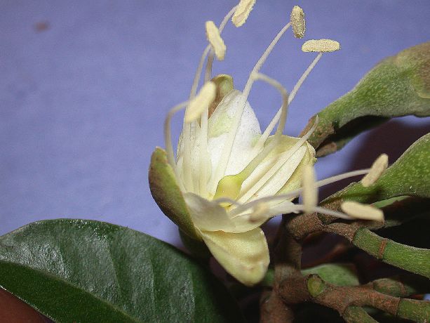 Fabaceae Hymenaea courbaril