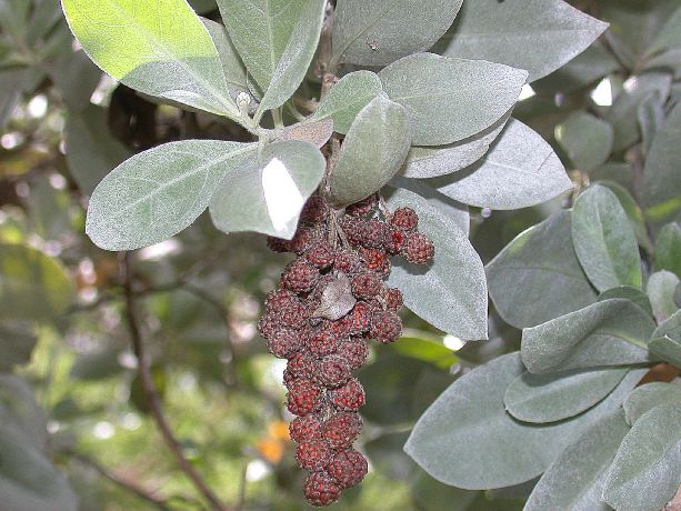 Combretaceae Conocarpus erectus