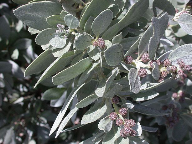 Combretaceae Conocarpus erectus