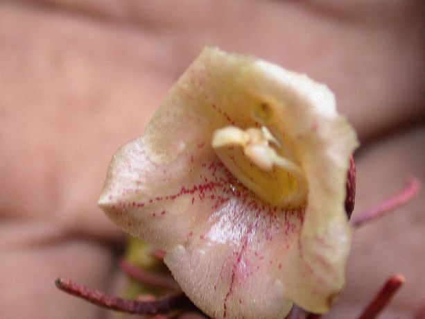 Gesneriaceae Gesneria viridiflora subsp quisqueyana
