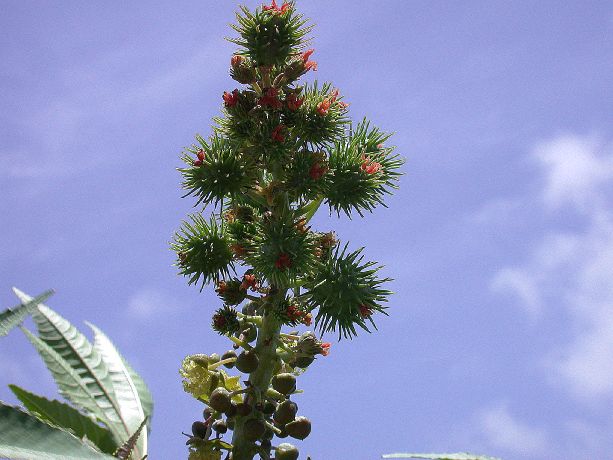 Euphorbiaceae Ricinus communis