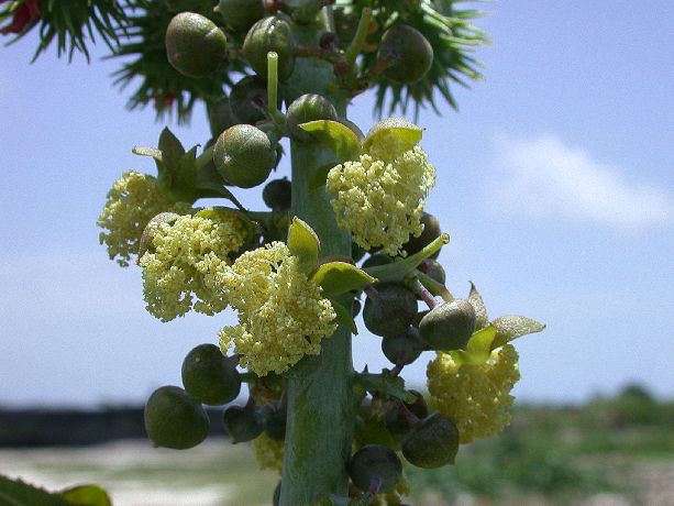 Euphorbiaceae Ricinus communis