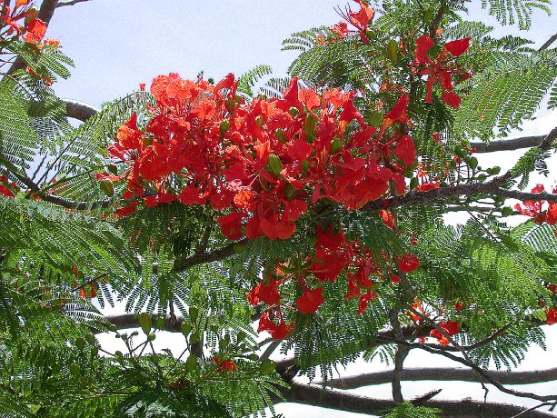 Fabaceae Delonix regia