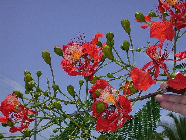 Fabaceae Delonix regia