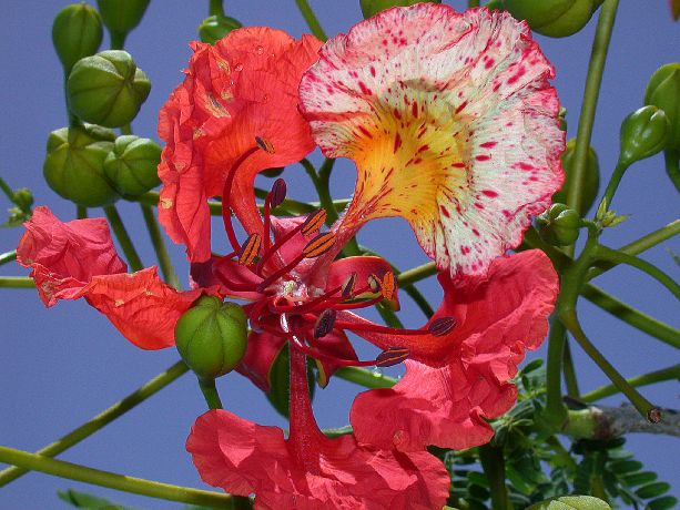 Fabaceae Delonix regia