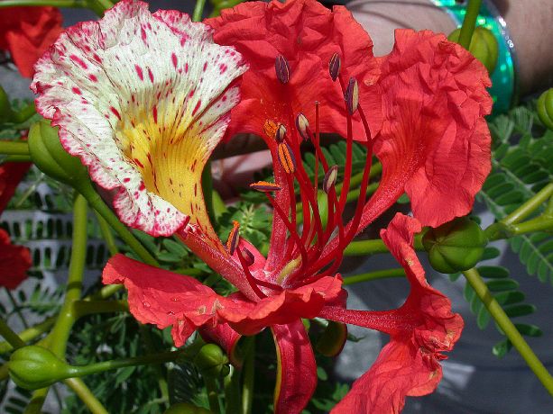 Fabaceae Delonix regia