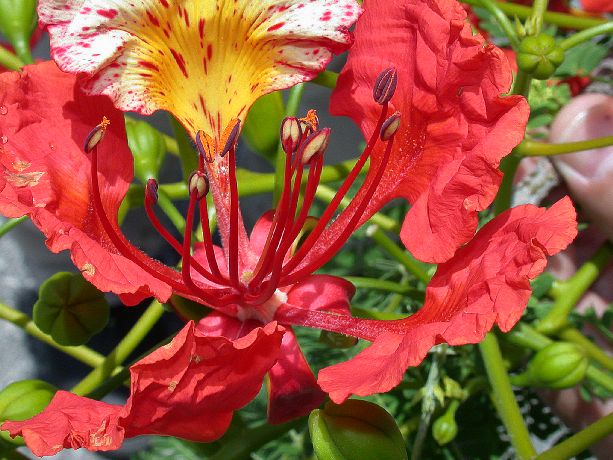 Fabaceae Delonix regia