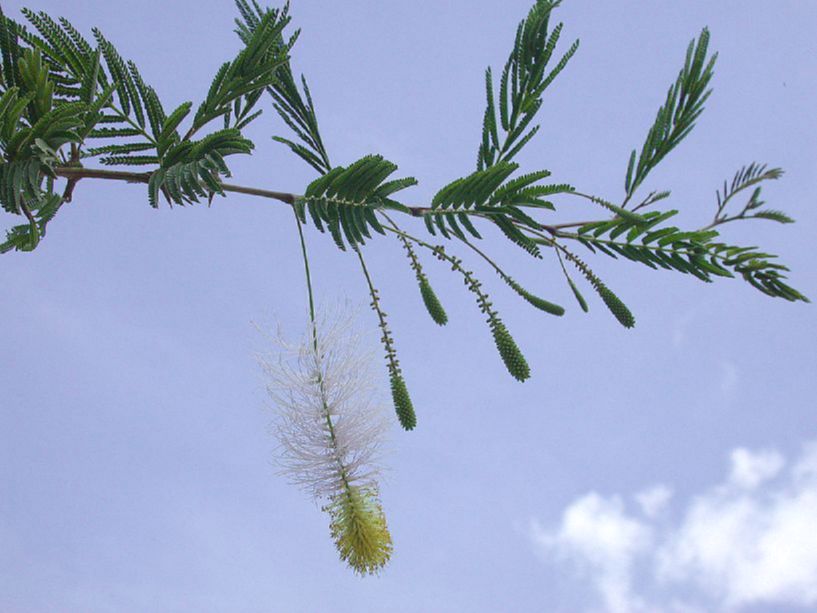 Fabaceae Dichrostachys cinerea