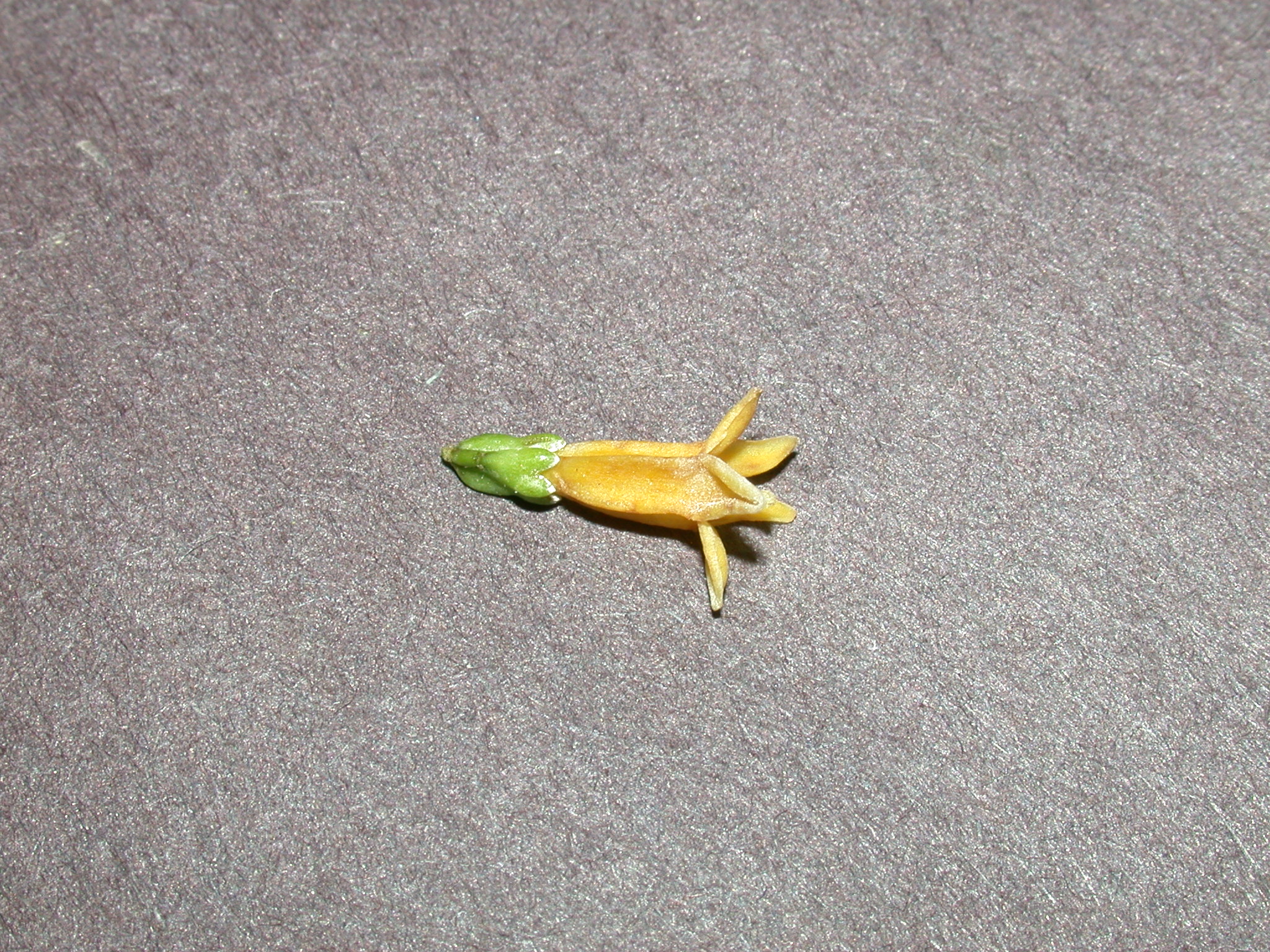 Rubiaceae Chiococca alba