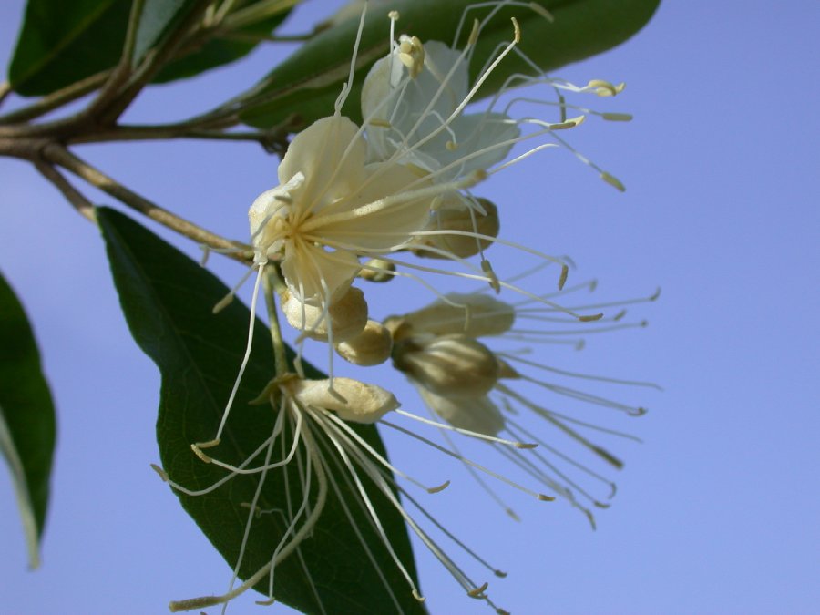 Capparaceae Capparis indica