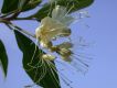 image of Capparis indica