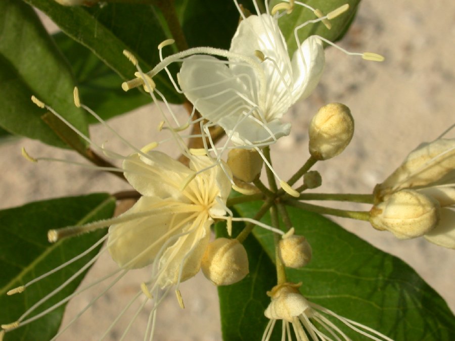 Capparaceae Capparis indica