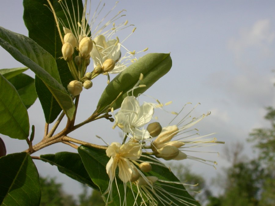 Capparaceae Capparis indica