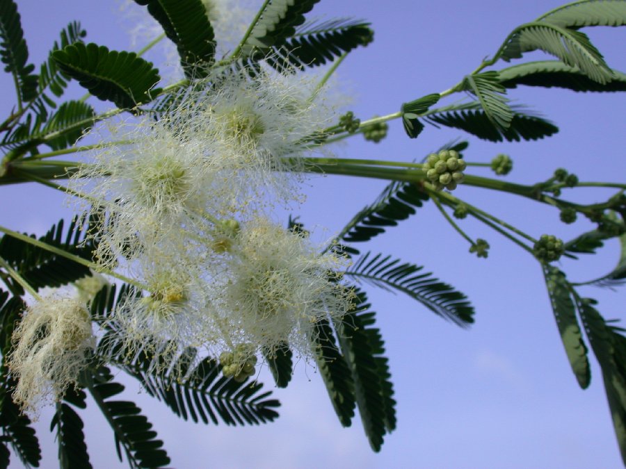 Fabaceae Calliandra 