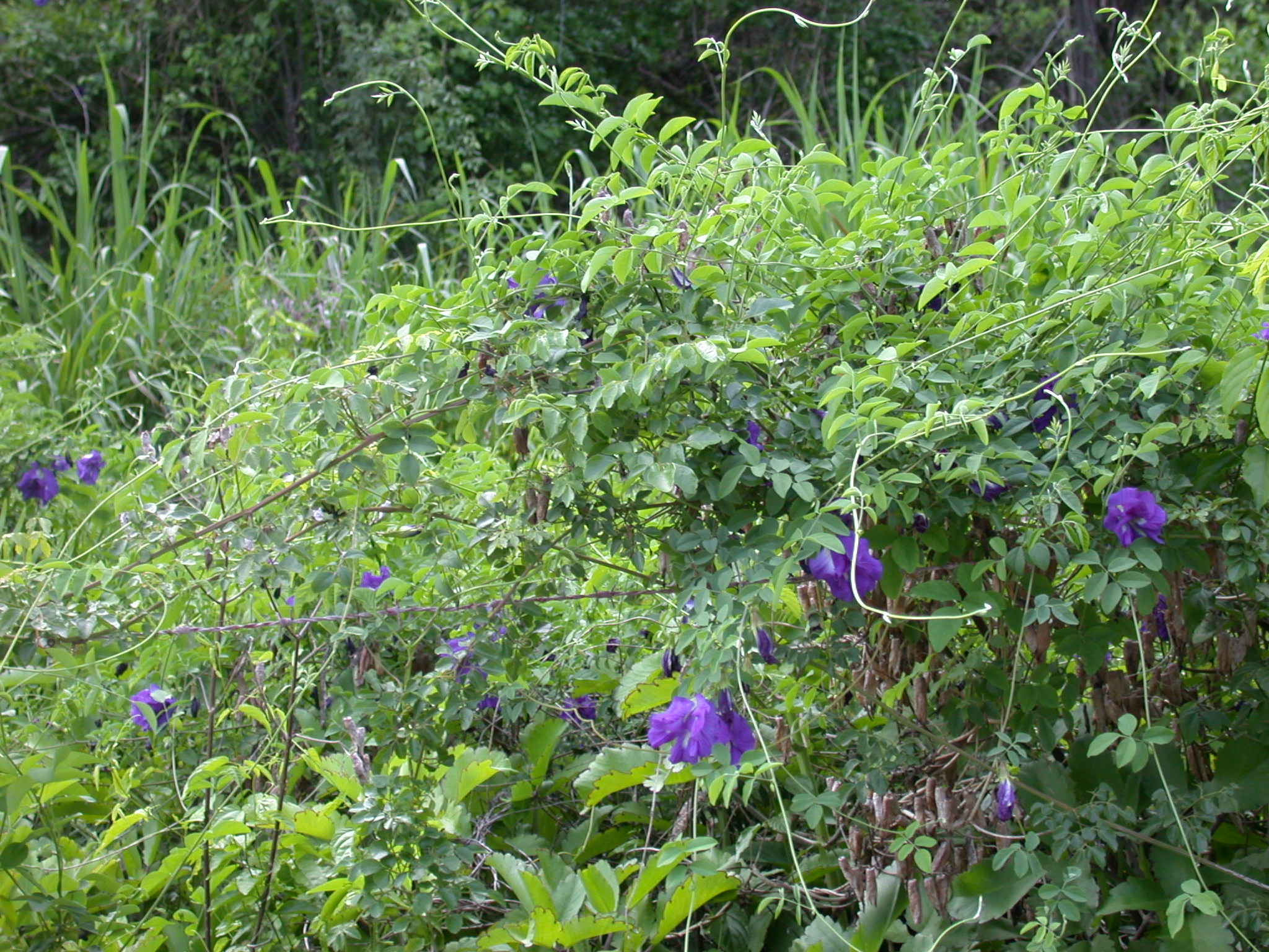 Fabaceae Clitoria ternatea