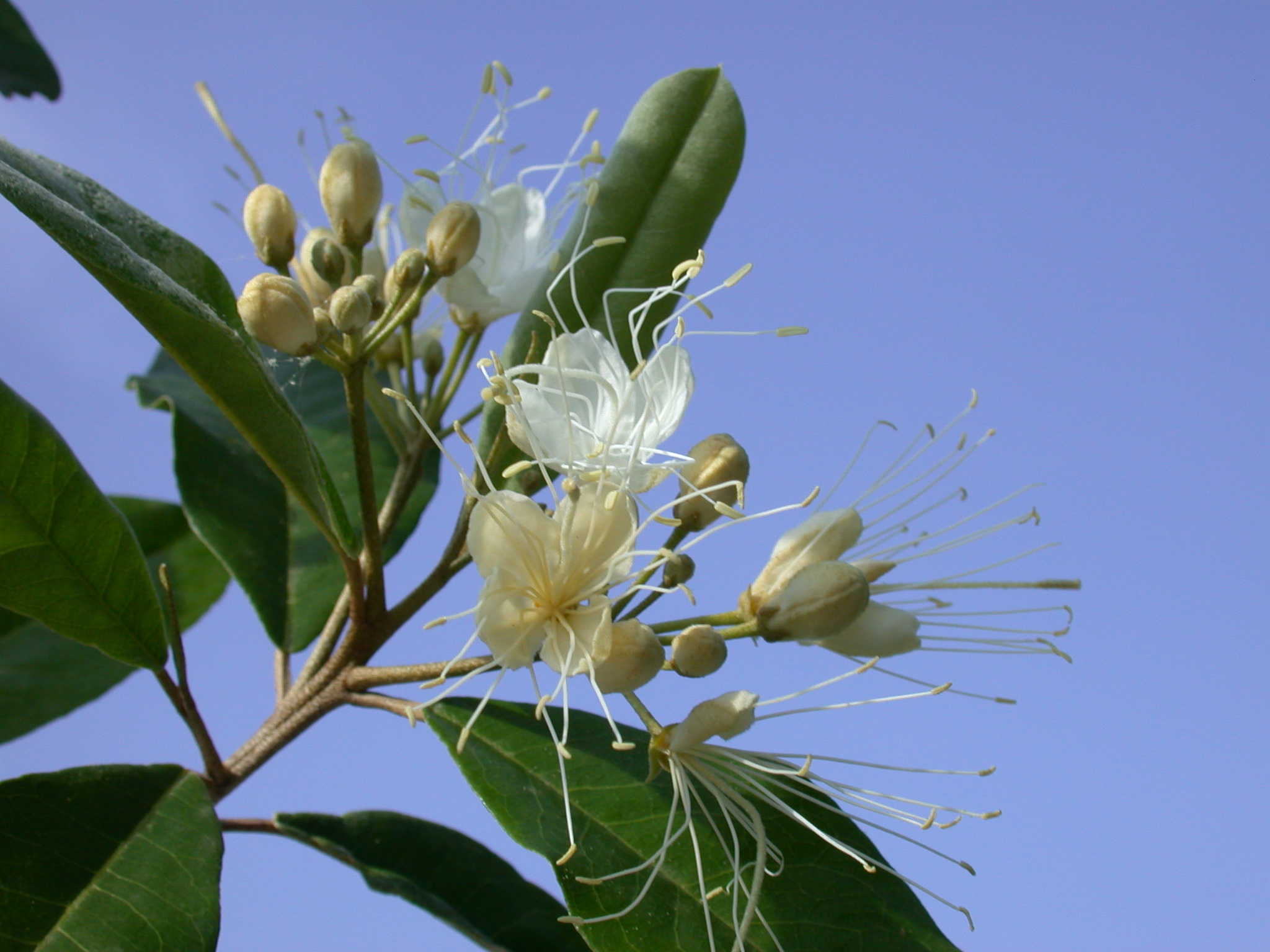 Capparaceae Capparis indica