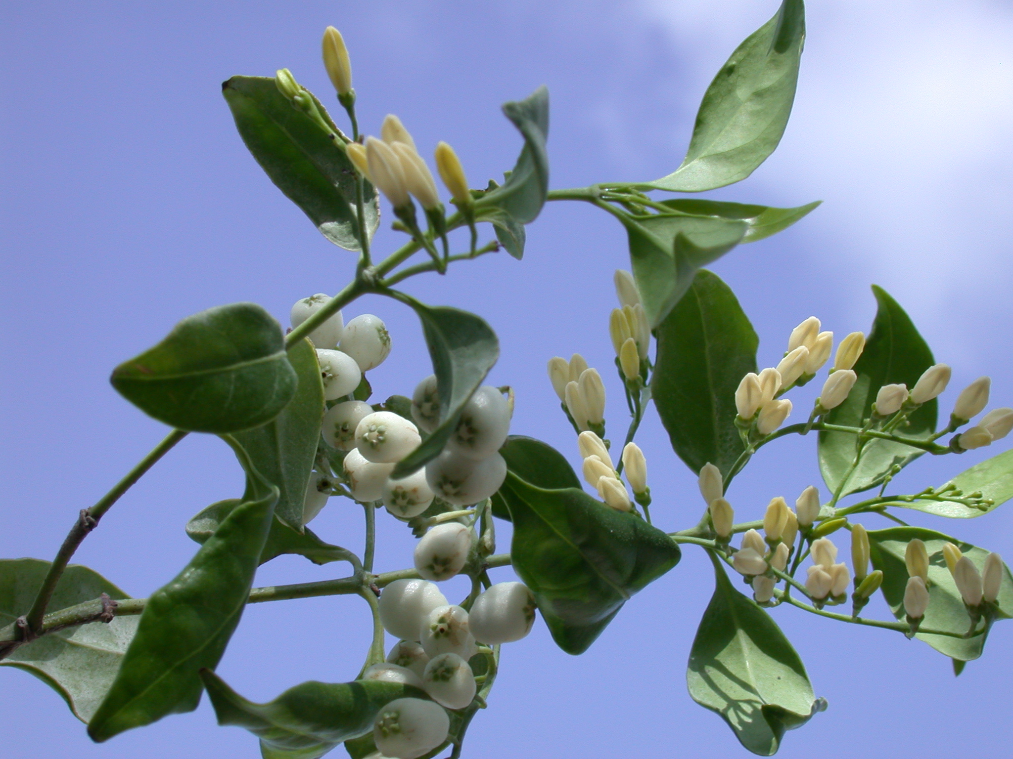 Rubiaceae Chiococca alba