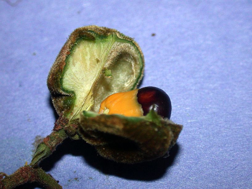 Sapindaceae Cupania americana