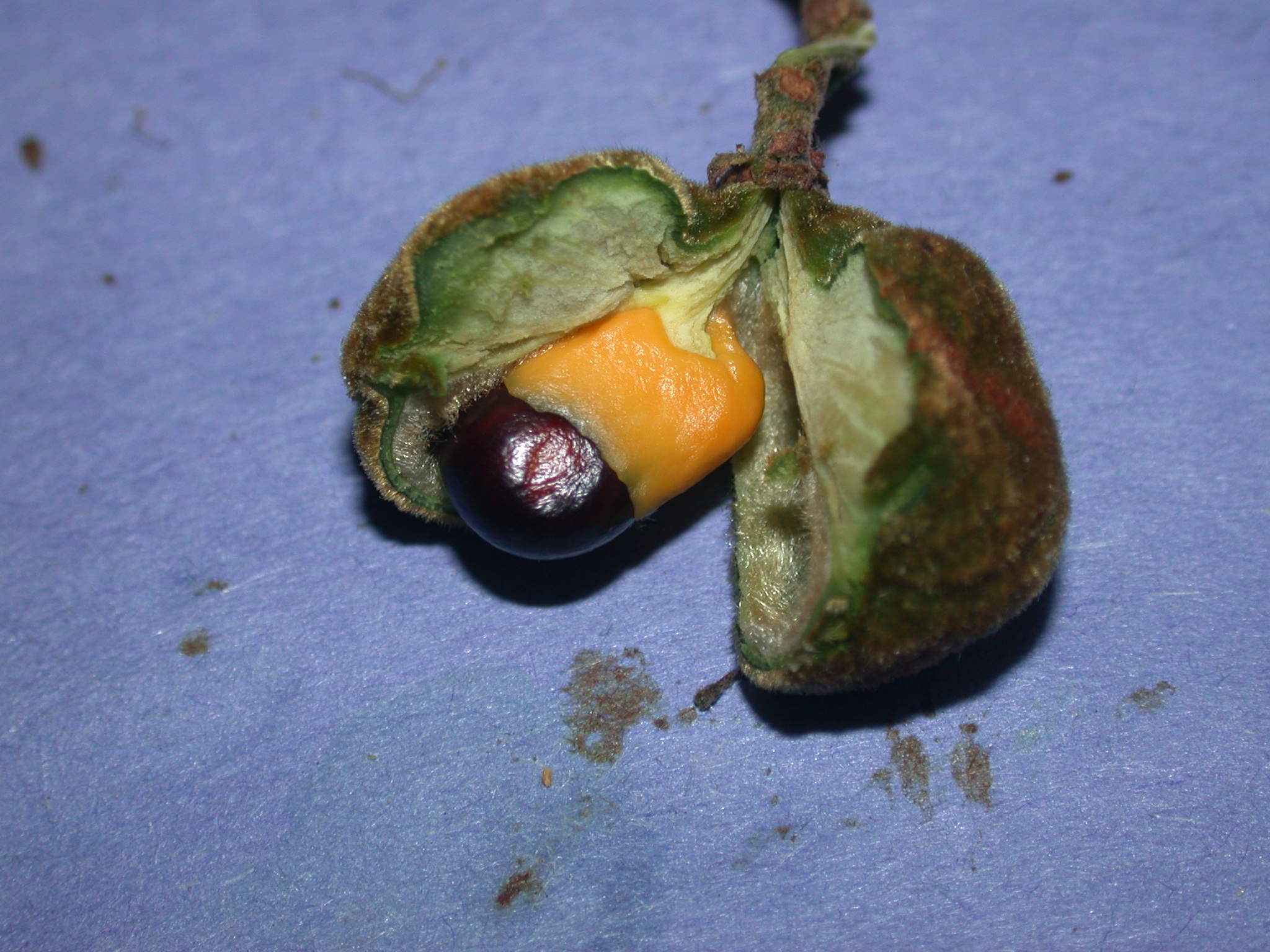 Sapindaceae Cupania americana