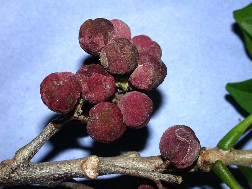 Meliaceae Trichilia hirta