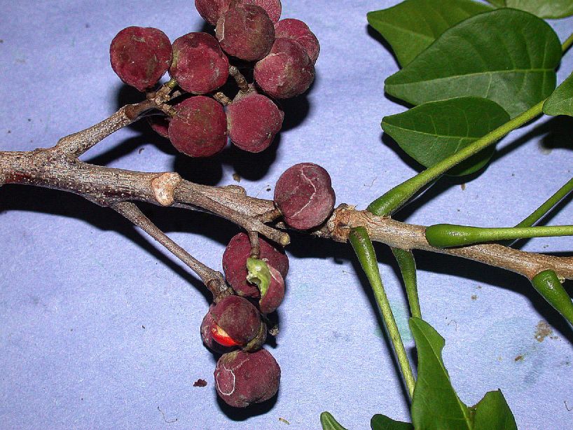 Meliaceae Trichilia hirta