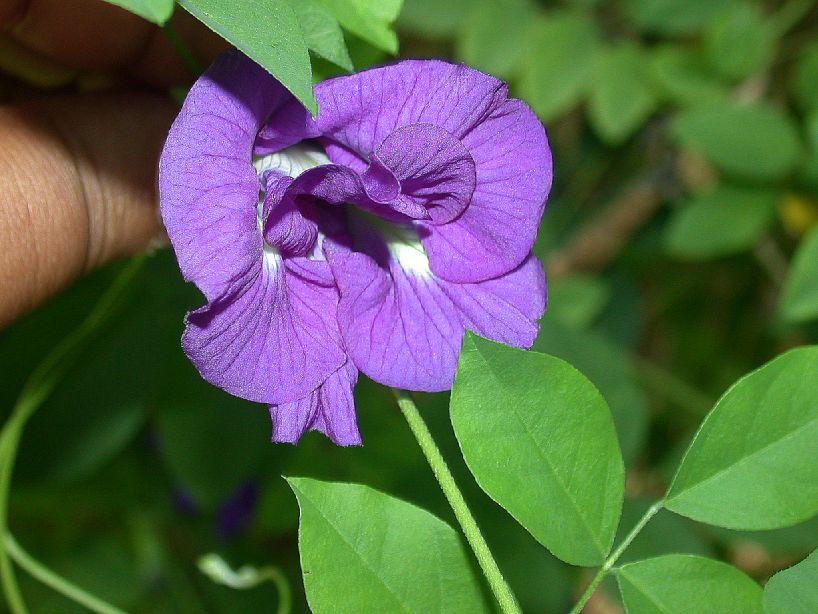 Fabaceae Clitoria ternatea