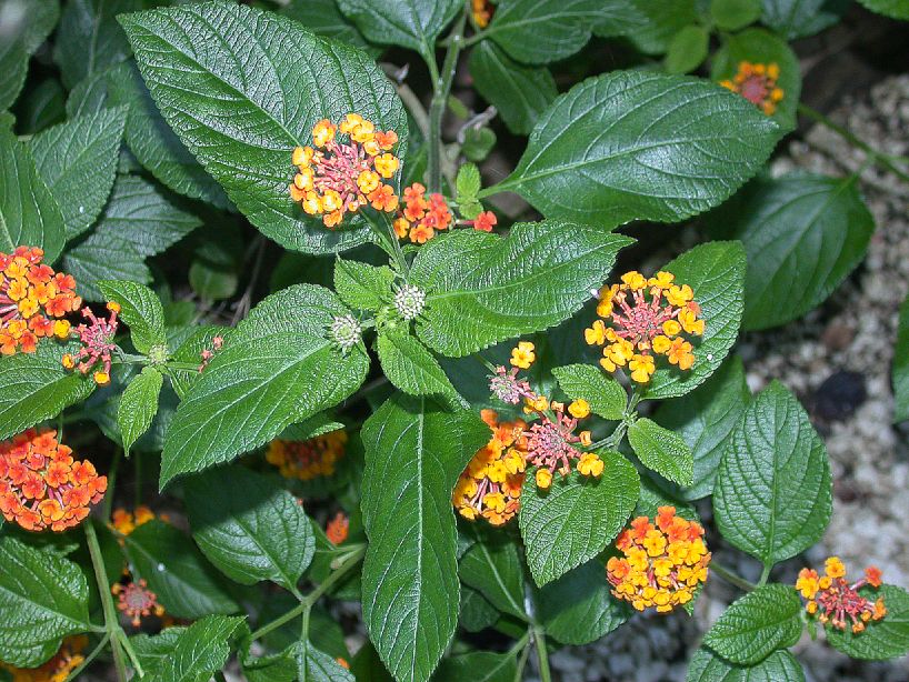 Verbenaceae Lantana camara
