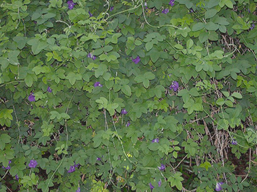 Fabaceae Clitoria ternatea