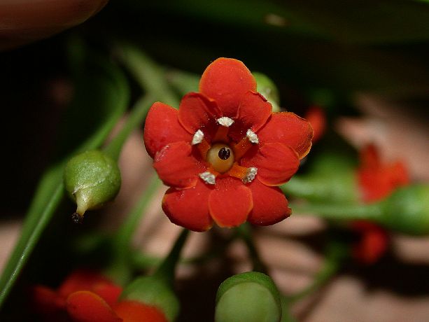 Primulaceae Jacquinia umbellata