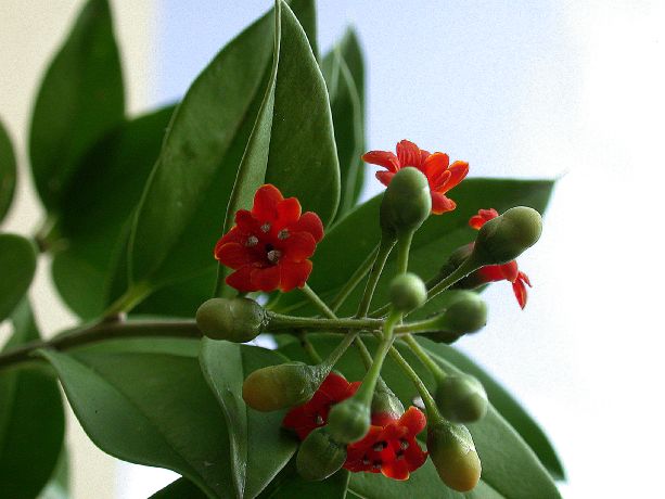 Primulaceae Jacquinia umbellata