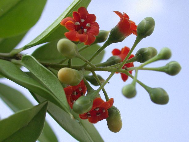 Primulaceae Jacquinia umbellata
