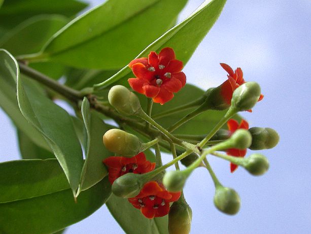 Primulaceae Jacquinia umbellata