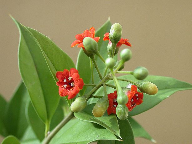Primulaceae Jacquinia umbellata
