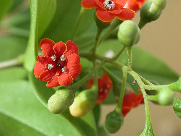 Primulaceae Jacquinia umbellata