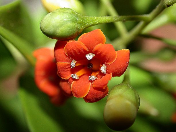 Primulaceae Jacquinia umbellata
