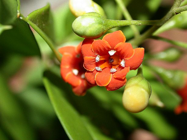 Primulaceae Jacquinia umbellata