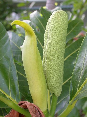 Moraceae Artocarpus altilis