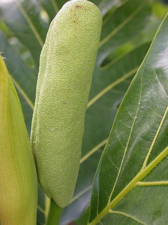 Moraceae Artocarpus altilis