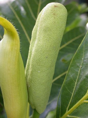 Moraceae Artocarpus altilis