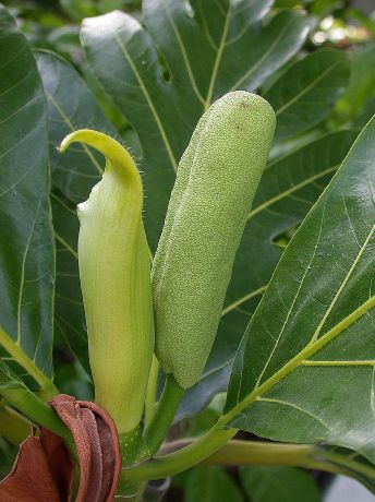 Moraceae Artocarpus altilis